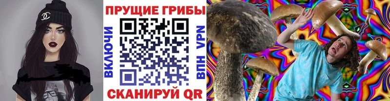 Псилоцибиновые грибы Psilocybe  Шахунья 